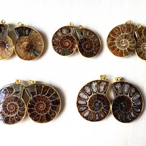 Natural Matching Pair Ammonite Pendant - Real Fossilized Ammonite Pendant with Electroplated Gold cap and bail (S81U21_7)