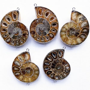 Puede incluir: Cinco conchas de amonites fosilizadas con bucles de metal plateado para colgar. Los amonites son de color marrón claro con un patrón en espiral.