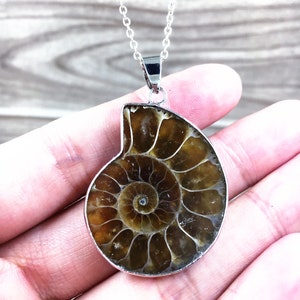 Può includere: Una collana con catena d'argento con un ciondolo a forma di fossile di ammonite marrone. Il fossile ha una forma a spirale con un motivo dettagliato e intricato.