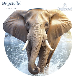 Könnte beinhalten: Nahaufnahme eines Elefanten, der durch ein seichtes Gewässer geht. Der Elefant hat große Ohren und Stoßzähne, und sein Rüssel ist erhoben. Das Wasser spritzt um die Beine des Elefanten.