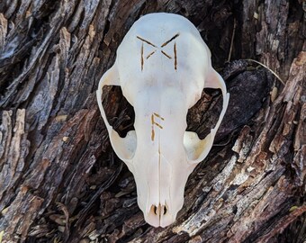Real Carved Raccoon Skull,altar decor, runes, futhark, bindrune, oddities & curiosities, animal bone, taxidermy, cunning and knowledge