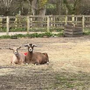 Pu&ograve; includere: Due capre che riposano sul fieno in una fattoria. Una &egrave; marrone chiaro, l'altra marrone scuro. Una staccionata di legno e una pila di assi di legno sullo sfondo.