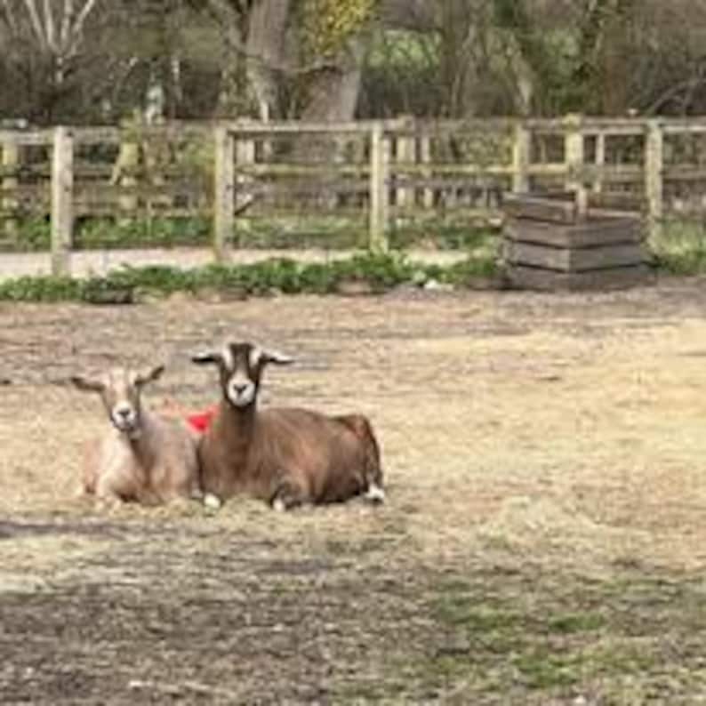 May include: Two goats resting on a bed of hay in a farm setting. One goat is light brown, the other is dark brown. A wooden fence and a stack of wooden planks are in the background.