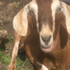 Pu&ograve; includere: Primo piano di una capra marrone con orecchie beige e una striscia bianca sul viso. La capra &egrave; sdraiata in un'area erbosa. Un tronco d'albero &egrave; visibile sullo sfondo. La capra guarda direttamente la fotocamera.