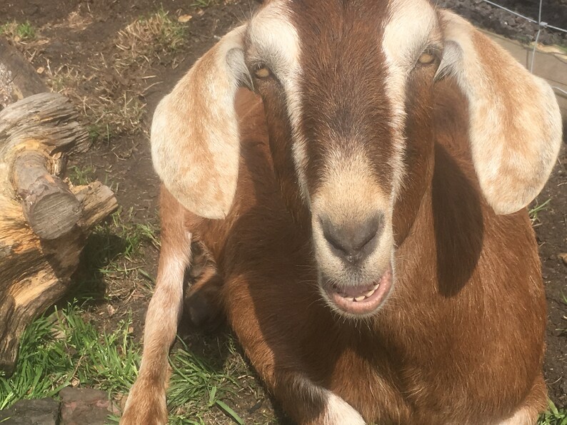 Pu&ograve; includere: Primo piano di una capra marrone con orecchie beige e una striscia bianca sul viso. La capra &egrave; sdraiata in un'area erbosa. Un tronco d'albero &egrave; visibile sullo sfondo. La capra guarda direttamente la fotocamera.