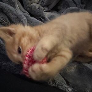 3pk Catnip Pucks