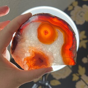 May include: A polished agate slice showcasing a vibrant array of colours. The stone features concentric bands of orange, red, and white, creating a striking visual pattern. The agate's translucent quality allows light to pass through, highlighting its natural beauty.