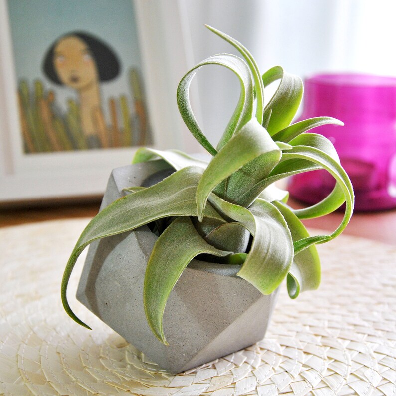 Concrete Planter Succulent Plant Pot Concrete Geometric Air Plant Geometric Planter Concrete Plant Pot Cement Air
