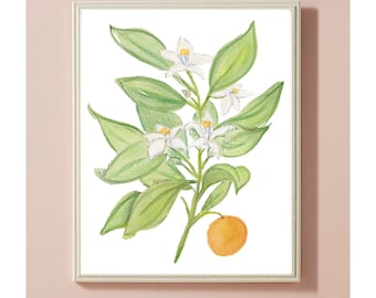 Orange Blossom Botanical Watercolor Print Botanical Print, Botanical Leaf Print, Print, Poster, Wall Art, Home Decor, Flower Illustration