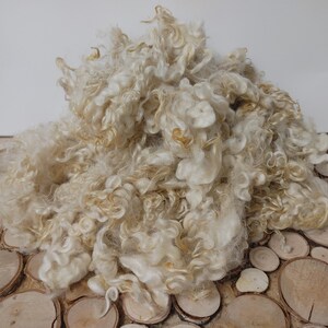 Peut inclure: Un tas de fibres de laine brutes, non traitées, de couleur crème et brun clair. La laine a un aspect bouclé et texturé, et est présentée sur une surface en bois composée de tranches de bois circulaires. Le fond est un mur blanc uni.