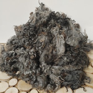 Peut inclure: Un tas de laine de mouton bouclée grise et brune. La laine est douce et moelleuse, et elle serait parfaite pour le filage ou le feutrage.