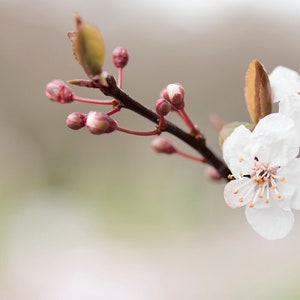 May include: A close-up of a branch with white blossoms and pink buds. The blossoms have delicate petals and yellow centers. The branch is against a blurred background.