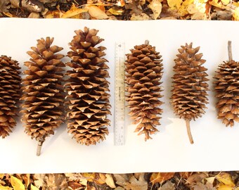 Giant Sugar Pine Cones 6 Cones for Rustic or Natural Decor or Craft Projects