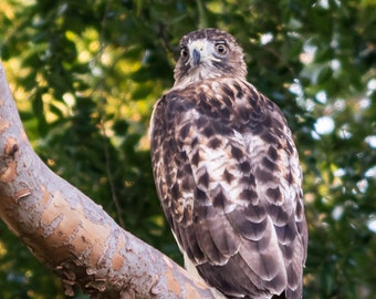 Red Tailed Hawk