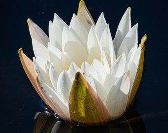 Foto de nenúfar blanco: Archivo digital de flores de estanque