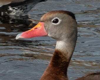 Black Bellied Whistling Duck Profile