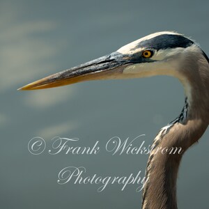 Great Blue Heron Close-up Portrait