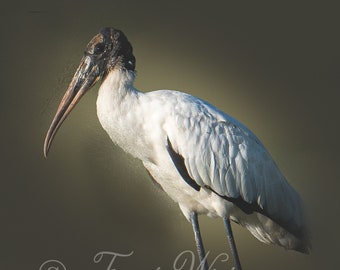 Wood Stork / Stork / Shore Bird / South Carolina / Fine Art / Digital Download