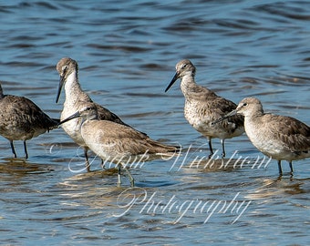 Willet Flock/ Shore Bird / Florida / Fine Art / Digital Download