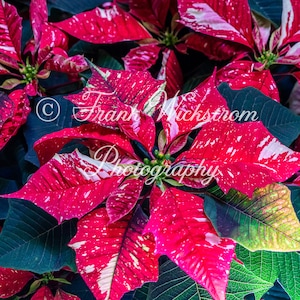 Poinsettia / Variegated / Christmas / Flowers / Red / White