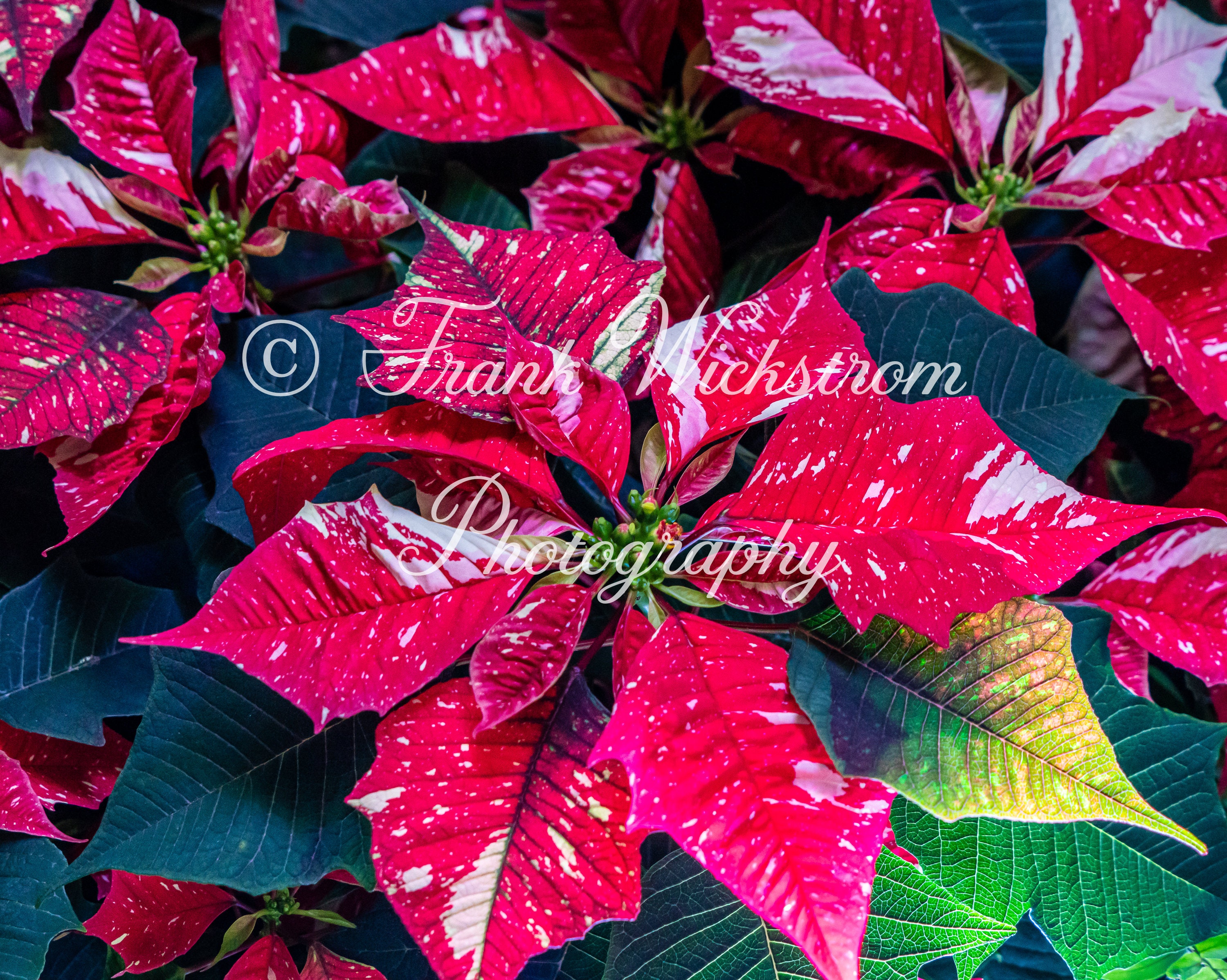 Poinsettia / Variegated / Christmas / Flowers / Red / White - Etsy