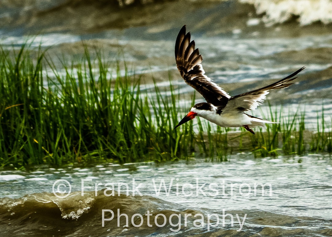Black Skimmer Shore Birds Beach Hilton Head Island South Etsy