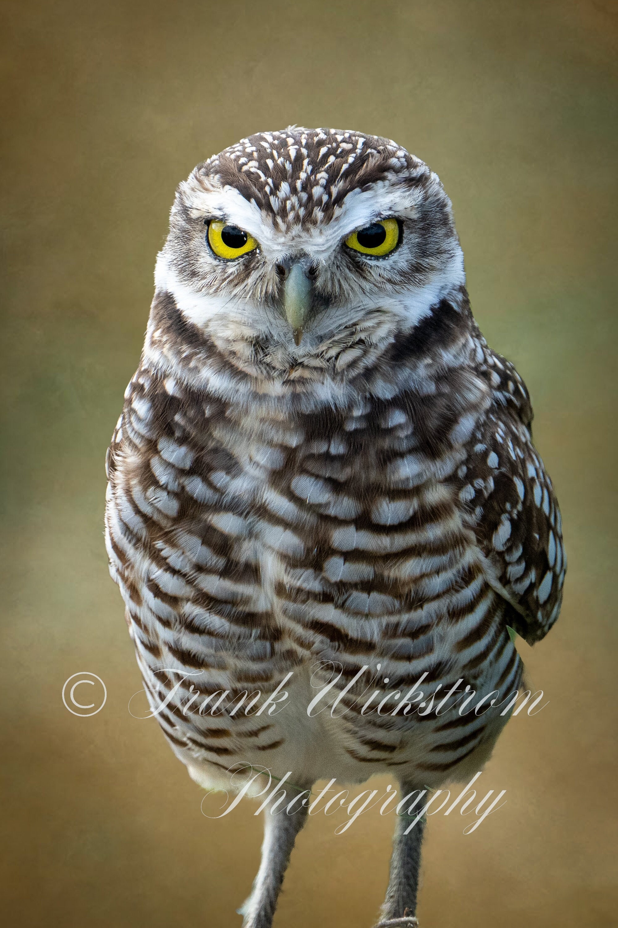 Owl /  Burrowing Owl / Florida / Fine Art / Digital Download