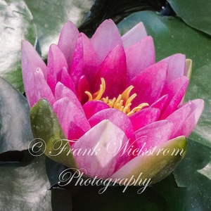Water Lily / Lily / Pond / Lily pads / Flowers / Water Gardens / Lotus / Lotus Blossom