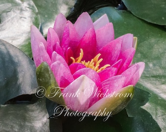 Eau Lily / Lily / Pond / Lily pads / Fleurs / Jardins d'eau / Lotus / Lotus Blossom