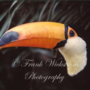 Toekan / Tropische vogels / Vogel / Jungle vogel / Tropische regen bos / Regen Forrest /
