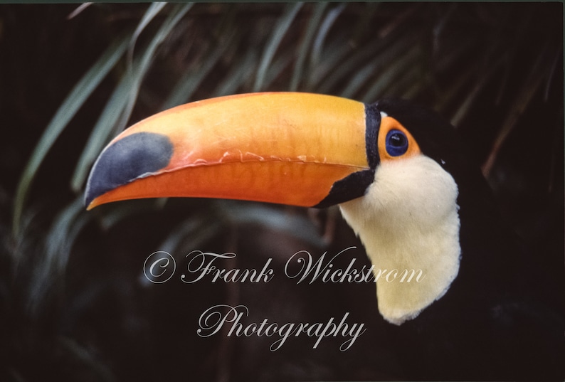 May include: A close-up of a toucan's head with a large, bright orange and black beak. The toucan's eye is blue and the feathers around its neck are white.