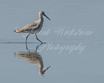Plover / Shore Bird / Beach / Digital Download