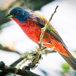 Painted Bunting