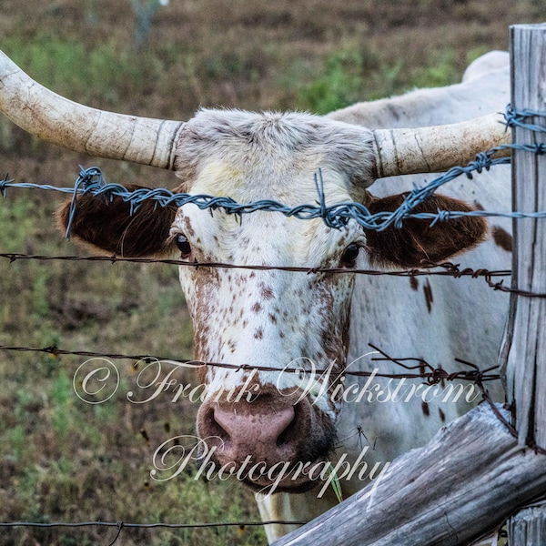 Longhorn Through Barbed Wire / Farm Animal Photography / Cow Photo / Cattle Texas Farm Animals / Texas Longhorn