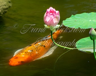 Digital Photo of Koi Pond with Water Lily / Koi / Lily / Pond / Lily pads / Flowers / Water Gardens / Lotus / Lotus Blossom