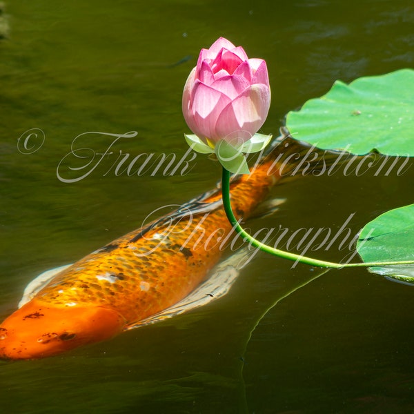 Digital Photo of Koi Pond with Water Lily / Koi / Lily / Pond / Lily pads / Flowers / Water Gardens / Lotus / Lotus Blossom