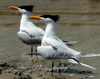 Royal Terns, Tern, Shore Birds, Beach