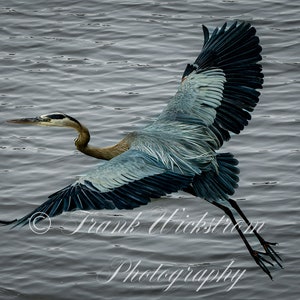 Great Blue Heron In Flight,  Wing spread,