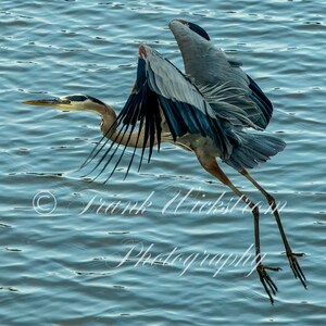 Great Blue Heron In Flight,  Wing spread, Take off