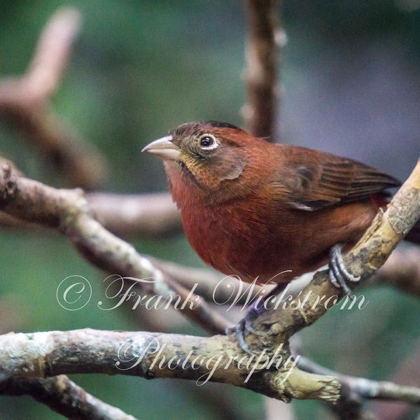 Red Pileated Finch / Finches / Bird on Branch / Bird Silhouette