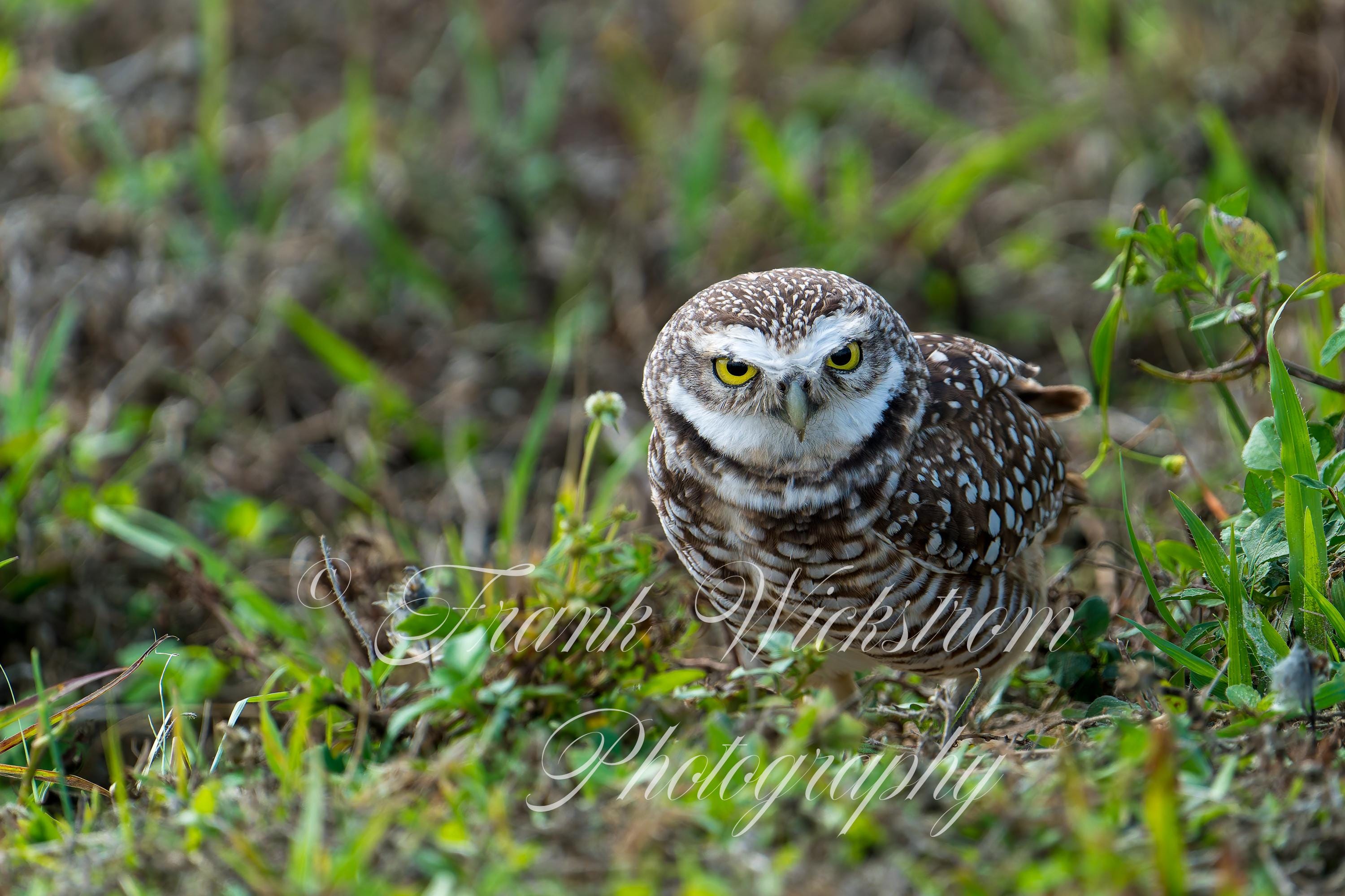 Owl /  Burrowing Owl / Florida / Fine Art / Digital Download