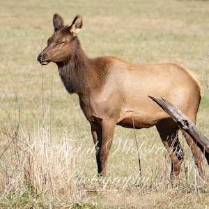 Eastern Elk Cow. Great Smoky Mountains National Park. Female Elk