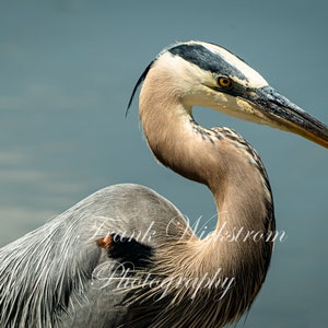 Great Blue Heron Portrait