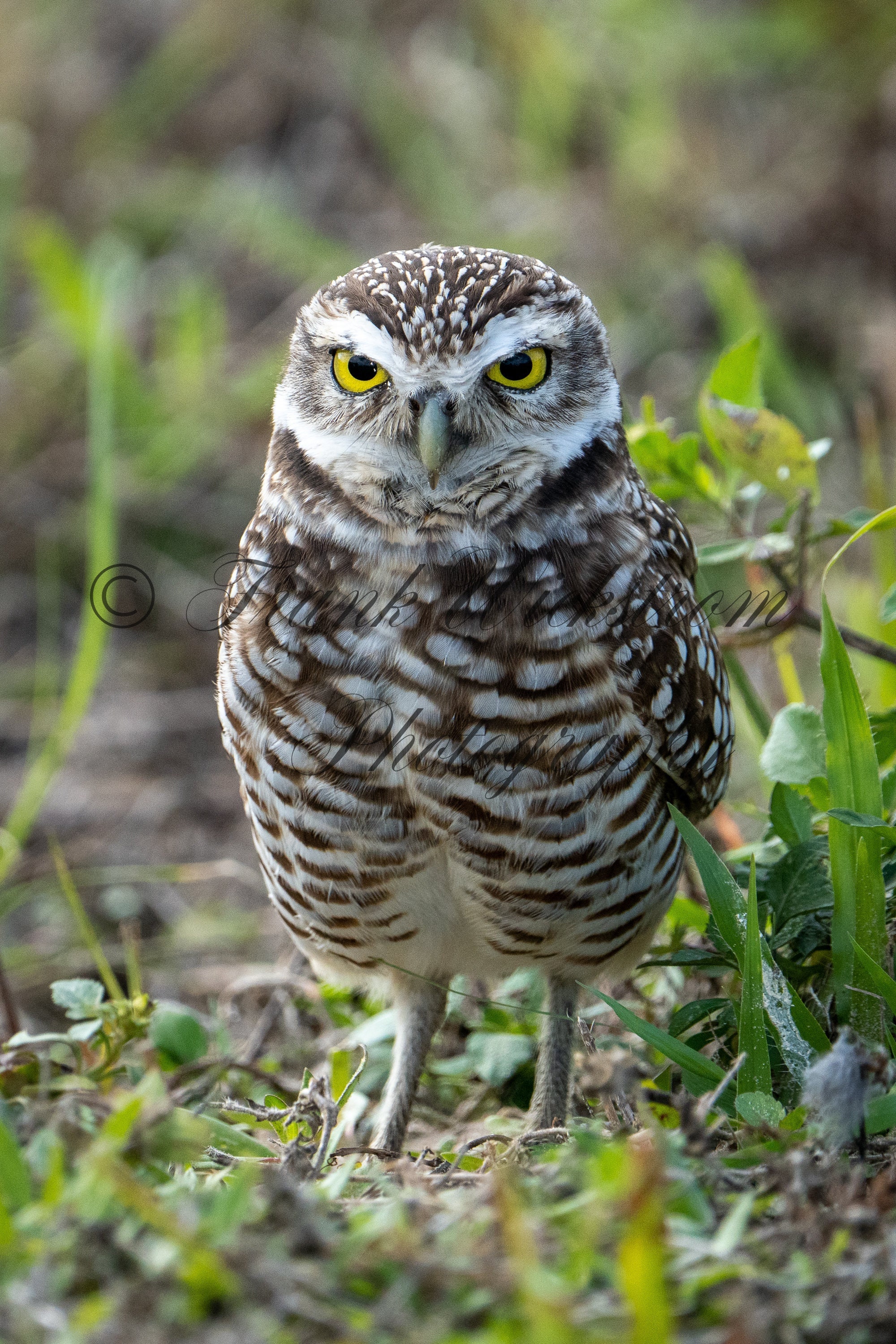 Owl /  Burrowing Owl / Standing / Florida / Fine Art / Digital Download