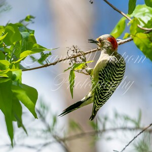 Red-bellied Woodpecker (Melanerpes carolinus)