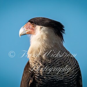 Caracara crestato / Falco / Falco