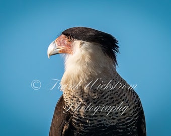 Kuif Caracara / Falcon / Havik