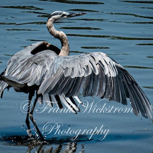 Great Blue Heron Dancing on the Water