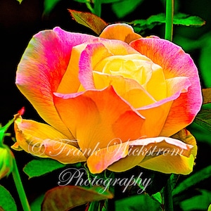 May include: A vibrant yellow rose with pink edges blooms against a dark green background. The rose is in full bloom, with its petals unfurling to reveal a bright yellow center. The image is a close-up, capturing the intricate details of the rose's petals and the delicate texture of the leaves.