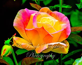 Rose / Roses / Flowers / yellow / Orange/ coral / floral digital print / roses digital print